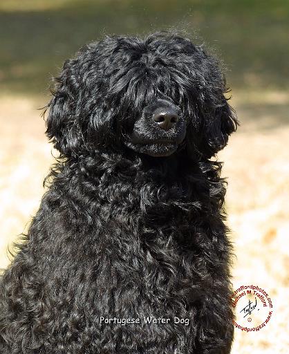 Portuguese Water Dog 9R016D-151.JPG